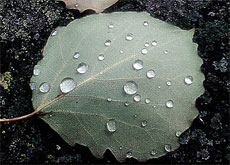 Huele la lluvia y la yerba fresca