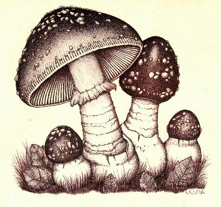 Amanita1.jpg