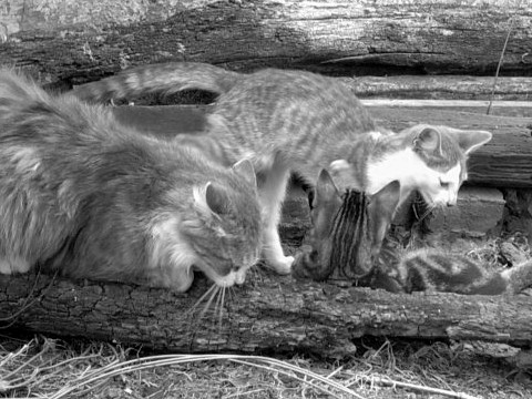 Gatitos en blanco y negro